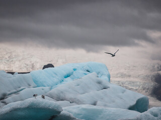 Wall Mural - Iceberg and glacier in Iceland