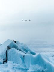 Wall Mural - Iceberg and glacier in Iceland