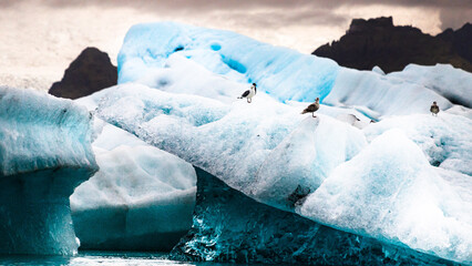 Wall Mural - Iceberg and glacier in Iceland