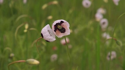 Wall Mural - White poppy flowers in the field at spring time