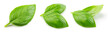 Leinwandbild Motiv Basil isolated. Basil leaf on white. Basil leaves collection top view. Full depth of field.