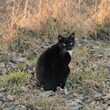 Kotek Czarny Kot 