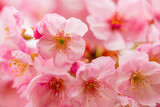 Fototapeta Kwiaty - 桜, 春、
