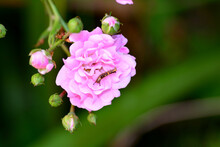Caterpillar In A Pink Rose