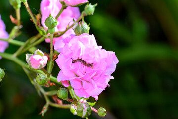 Wall Mural - Caterpillar in a rose flower