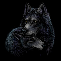 Wall Mural - wolves. color, graphic portrait of a pair of wolves on a black background. digital vector graphics.