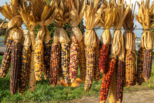Dried Indian Corn Hanging Out On Display