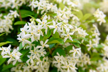 White Spring Fragrant Flowers Of Trachelospermum Jasminoides. Selective Focus.