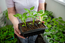Elderly Woman Holds A Box Of Seedlings At Home Or In A Greenhouse. Growing Vegetables Bell Pepper Sprouts From Seeds At Home.