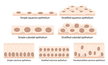 Cells Of Epithelial Tissue: Squamous (flattened And Thin), Cuboidal (boxy, As Wide As It Is Tall), Columnar (rectangular, Taller Than It Is Wide), Pseudostratified.