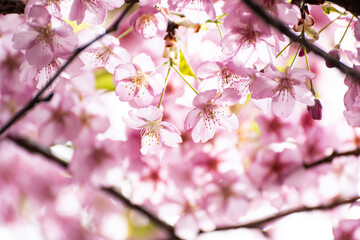 Wall Mural - Pink Kawazu cherry blossoms are about to reach full bloom