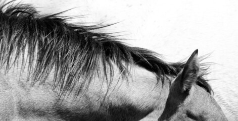 Canvas Print - Gray filly foal mane hair closeup in simple modern monochrome for equine background.