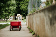 © Cavan Images - Toddler girl pulls red wagon outside mid day during summer