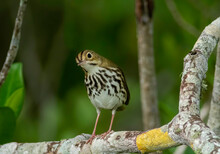 An Ovenbird Perched On A Tree Limb Looks Curiously At The Camera 