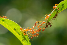 Ant Action Standing.Ant Bridge Unity Team,Concept Team Work Together Red Ant,Weaver Ants (Oecophylla Smaragdina), Action Of Ant Carry Food