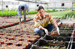 Asian woman skilled horticulturist maintaining garden in hothouse.