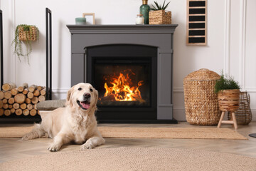 Wall Mural - Adorable Golden Retriever dog on floor near electric fireplace indoors