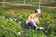 Female farm worker caring for flowers in a greenhouse