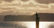 Cormorant Sea Bird Perched On Pole At Sunrise