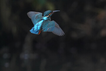 kingfisher in the pond