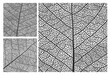 © Vector Tradition - Leaf texture pattern background with veins and cells. Vector closeup plant leaf pattern set with monochrome ornaments of maple, birch or walnut tree leaves mosaic structure, nature abstract backdrop