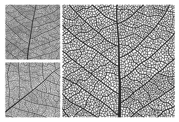 leaf texture pattern background with veins and cells. vector closeup plant leaf pattern set with mon