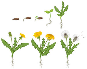 Wall Mural - set of dandelion life cycle