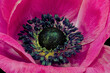 Top view macro of athe inner heart of a pink anemone blossom with detailed texture