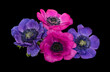 Two pairs of pink and blue anemone blossoms with green leaves, table top macro on black background