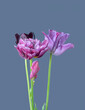 Bunch of tulips in pink, purple, dark red isolated on bright blue background