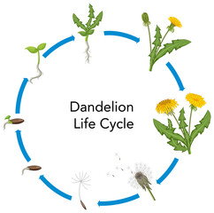 Wall Mural - set of dandelion life cycle