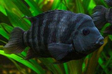 Colorful freshwater fish from the cichlid family - Akara turquoise.