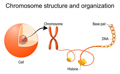 Wall Mural - Chromosome structure and organization