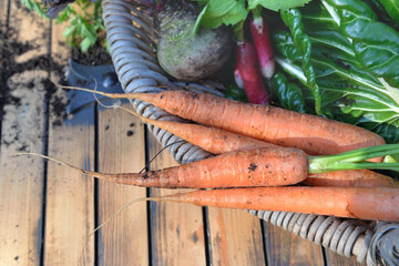 carrots and other organic vegetables in a basket  freshly harvested from garden on a wooden table