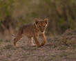 Young lion cub walking with muted green background.  