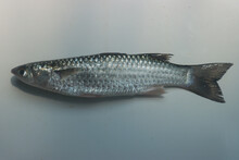 Mullet Fish Fresh Water Mullet Stock Images