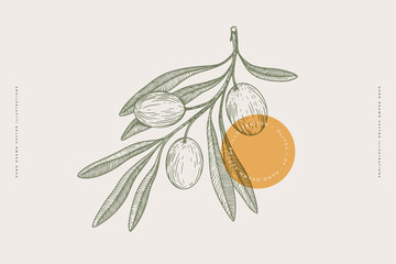 hand-drawn olive branch with fruits and leaves in engraving style. the concept of organic products. 