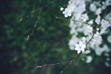 Bright flowering cherry tree branch with lot of white flowers on blurred dark deep green background with leaves bokeh. Trendy moody floral nature spring blossom design, copy space for text overlay. 