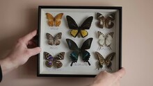 A Man Hangs A Collection Of Tropical Butterflies On The Wall. Entomology.