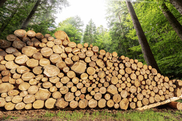 Wall Mural - Stack of a large group of pine tree trunks with green forest on background. Trentino Alto Adige, Italy, Europe.