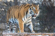 Amur Far Eastern tiger in winter
