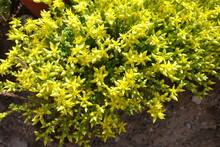 Close View Of Starry Yellow Flowers Of Sedum Acre In May