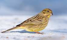 Bright Female Yellowhammer (Emberiza Citrinella) Stands On The Snow Ground In Sunny Time