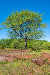 Canvas Print - Lush green single tree on a alvar with limestone bedrock