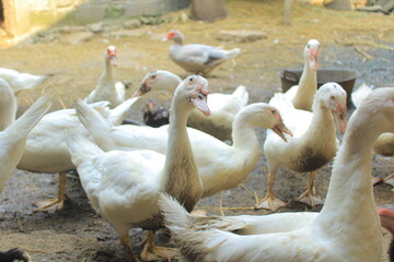 white ducks on wet ground