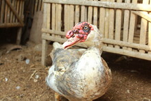Male Duck With White And Gray Feathers And A Cage Made Of Bamboo