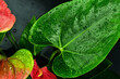 Zielony liść kwiatu doniczkowego