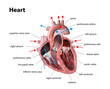 © Martin - human heart anatomy. Educational diagram showing blood flow with main parts labeled. illustration 3d render