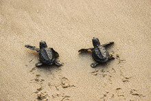 Turtle On The Beach. The Hatchlings Are Released Into The Sea On The White Sand.