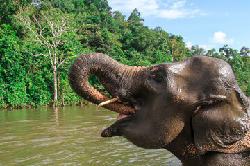 Wall Mural - Elephant in the river. A Sumatran elephant calf lifts its trunk in a river, Aceh, Indonesia.